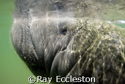 Manatee close-up, Camera Nikon D-200 by Ray Eccleston 